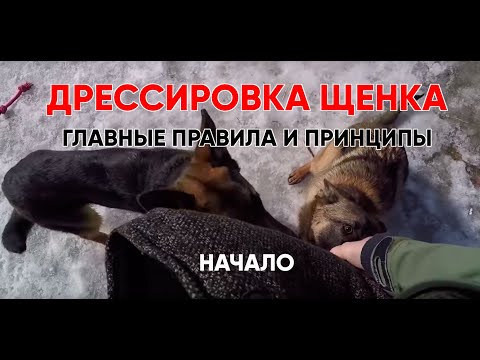 Видео: На этом занятии вы можете узнать основные правила и принципы дрессировки щенка немецкой овчарки.