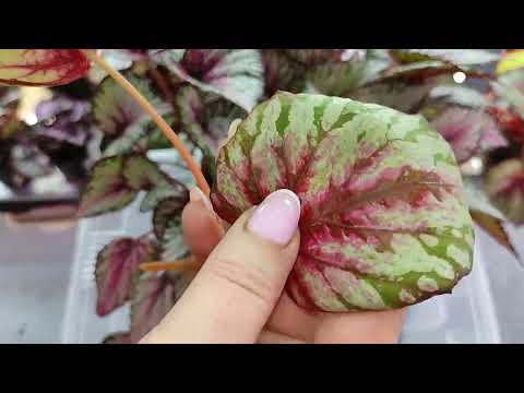 Видео: Взрослые бегонии.