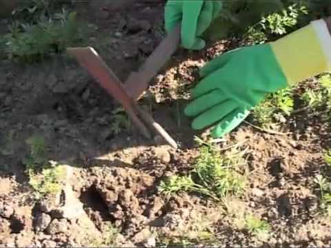 Видео: Төмс, хүнсний ногооны арчилгаа 1 - - Mongolian Women Farmers