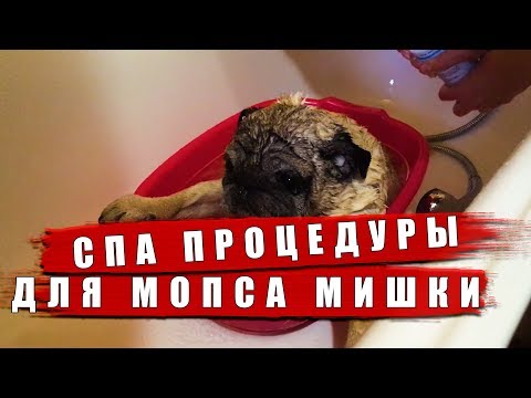 Видео: Как мыть мопса. Купаем нашего мопсяшку.