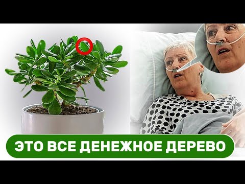 Видео: Многие ставят ДЕНЕЖНОЕ ДЕРЕВО на подоконник. Но даже не подозревают, какое влияние оно имеет...