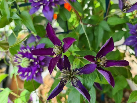 Видео: КЛЕМАТИСЫ. Самые зимостойкие, обильно и долгоцветущие!