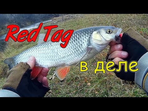 Видео: Нахлыст в октябре ,ловим на Red Tag.Ловля крупного ГОЛАВЛЯ +ЯЗЬ !