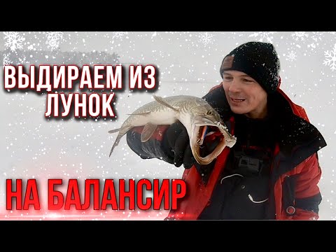 Видео: НЕ УЙДЁШЬ! ОПУСТИЛ БАЛАНСИР В ЛУНКУ И БАБАХ! #щука #окунь #рыбалка