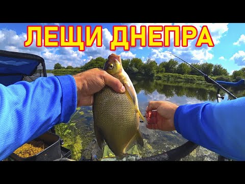 Видео: ДНЕПРОВСКИЕ ЛЕЩИ НА ФИДЕР. НАШЁЛ ТОЧКУ ТОЛЬКО СО ВТОРОГО РАЗА. ОБНОВКА-ПЛАТФОРМА АРГЕНТУМ.