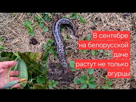Видео: Белоруска поделилась секретами сентябрьского урожая