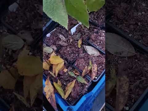 Видео: Подготовка к зимовке самых неокрепших саженцев метельчатой гортензии. 