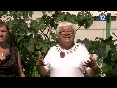 Видео: Дачные советы: арбузы и виноград