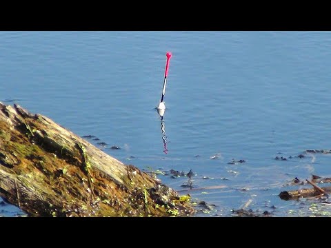 Видео: Рыбалка на карася у затопленных деревьев