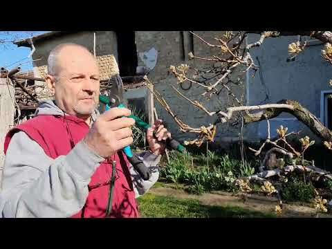 Видео: Създаване на нов клон от спяща листна пъпка, или лакомец. Подмладяваща резитба.