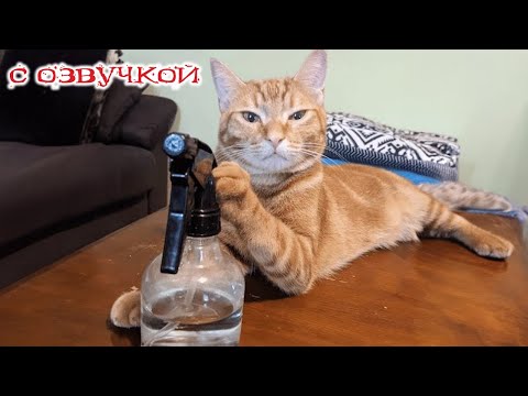 Видео: ПРИКОЛЫ С КОТАМИ! Смешные животные С ОЗВУЧКОЙ! Смешное видео с котами!