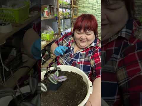 Видео: Традесканция зебрина. два способа пышных кашпо