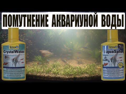 Видео: Помутнение воды в аквариуме