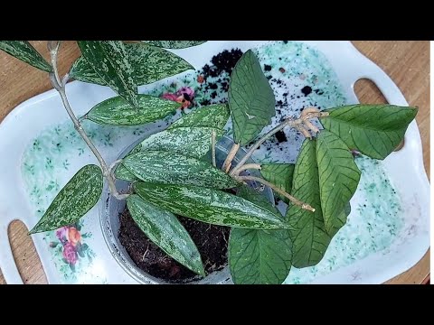 Видео: Посадки пересадки рослин , хой 🌿