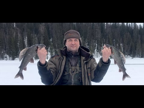 Видео: отличная рыбалка на хариуса в Архангельской области