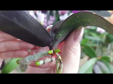 Видео: Очередная посадка в закрытую систему подростка-спасеныша в размере 1,7