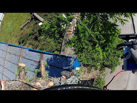 Видео: Лиственница между магазином и проводами