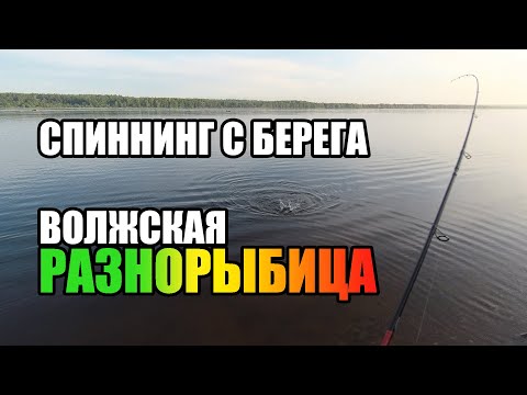 Видео: Спиннинг с берега! На тейлик клюнула неожиданная рыба! Нижегородская область Волжская разнорыбица.