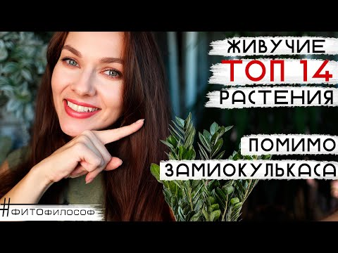 Видео: 14 НЕПРИХОТЛИВЫХ РАСТЕНИЙ для квартиры, помимо замиокулькаса