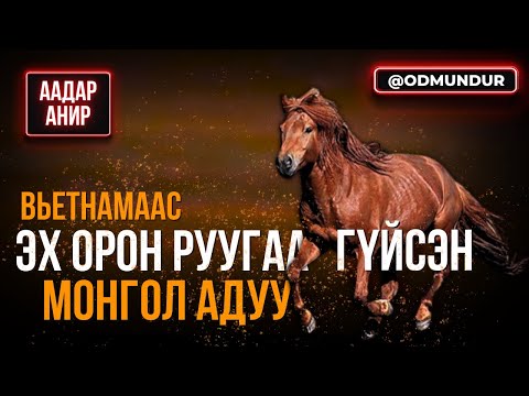 Видео: Вьетнамаас эх орон руугаа гүйсэн Монгол адуу - ДЭЭЛТЭЙ АЯЛАЛ
