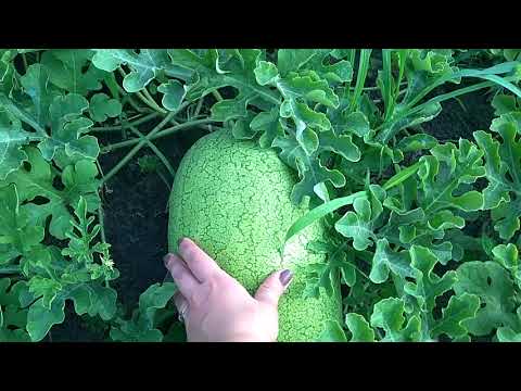 Видео: Выращивание Арбузов в плохих погодных условиях.  Достойный результат!