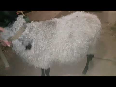 Видео: Часть 13: Стрижка овцы романовской породы 🐏🐏🐏🐏