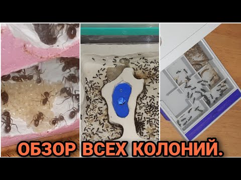 Видео: Обзор всех моих колоний.