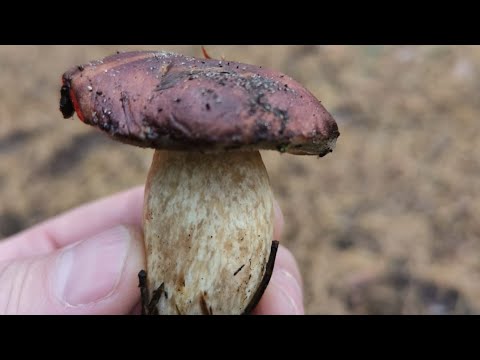 Видео:  Гриби у неділю серед дня! Повний кошик польських 😍!!!
