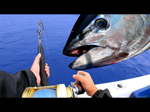Видео: ЛОВЛЯ ГИГАНТСКОГО СИНЕГО ТУНЦА