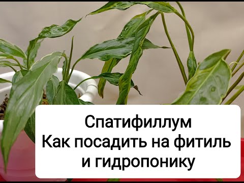 Видео: Спатифиллум. Что выбрать: посадить на фитильный полив или вырастить на гидропонике
