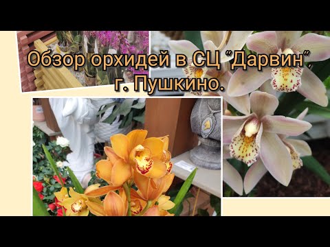 Видео: Обзор орхидей в СЦ "Дарвин", г. Пушкино#обзор#original#plants#orchid#цветы