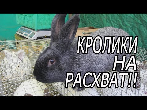 Видео: Ярмарка в Курске. осень 2019. птица, кролики.