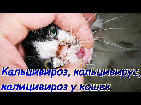 Видео: Кальцивироз, кальцивирус, калицивироз у кошек