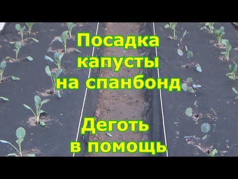 Видео: Высадка капусты в открытый грунт на черный спанбонд.  Обработка посадок берестовым дегтем
