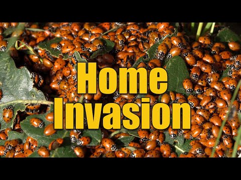 Видео: Как бороться с божьими коровками в доме и предотвращать их появление