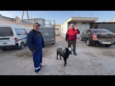 Видео: ХАЗОРАСП КУЙ КУЧКАР БОЗОР НАРХЛАРИ 