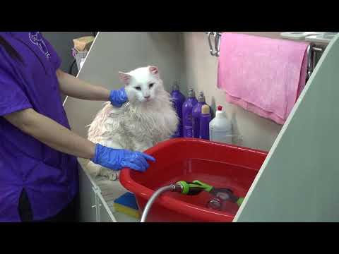 Видео: Кошки. Экспресс-Линька. Все нюансы от Евгении Разиной. Часть 2. Мытьё.