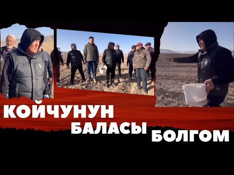 Видео: КОЙЧУНУН БАЛАСЫ ЭЛЕМ!