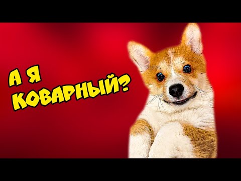 Видео: КОРГИ КОРЖИК! ВСЕ СЕРИИ ПОДРЯД!!