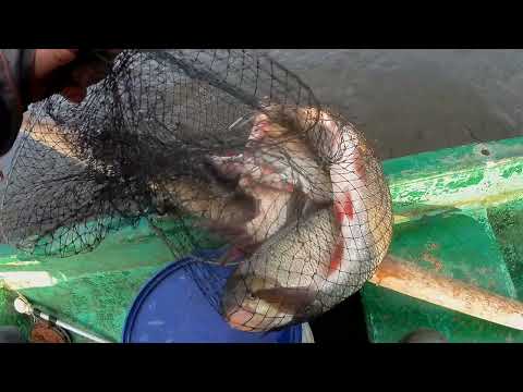 Видео: Рыбачим. Второй день отдыха с женой на Вятке..