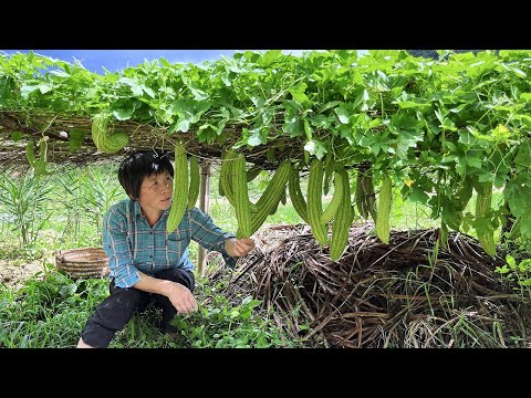 Видео: Горькая тыква висит на стойке с дыней и фруктами, а бабушка собирает ее, чтобы приготовить фруктовы