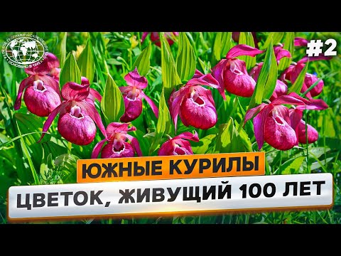 Видео: Южные Курилы  бакланы, венерин башмачок и бекас |  @Русское географическое общество