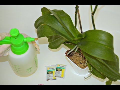 Видео: как спасти бутоны и листья орхидеи # трипсы на орхидеях # борьба с вредителями # делайте как я