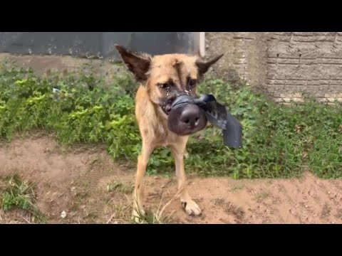 Видео: Не может пить, не может есть, не может даже плакать о помощи. Только слёзы, пока та лента сжимает...