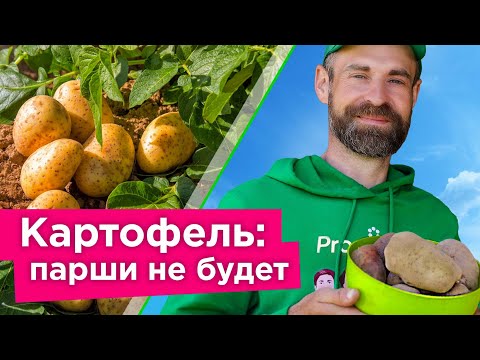 Видео: ЧТОБЫ КАРТОФЕЛЬ НЕ БОЛЕЛ ПАРШОЙ, СДЕЛАЙТЕ ТАК! Как избавиться от парши картофеля?