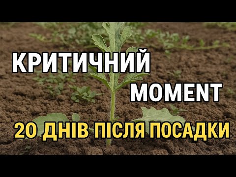 Видео: Кавун і диня — 20 днів після висадки. Критичний етап!