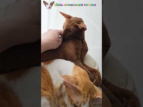 Видео: Сиеста с элементами доминирования😃🤭 #shorts #cat #comedy #funny