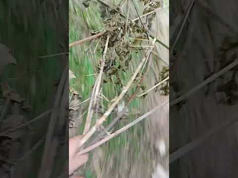 Видео: Обзор на шалаш/уборка/природа\🥀☀️🏞️🎀🍀🍃🌿