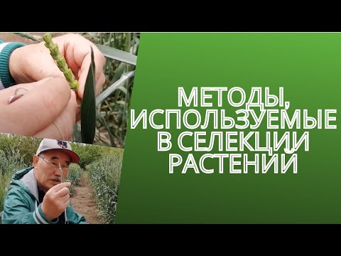 Видео: Методы, используемые в селекции растений. Гибридизация пшеницы.