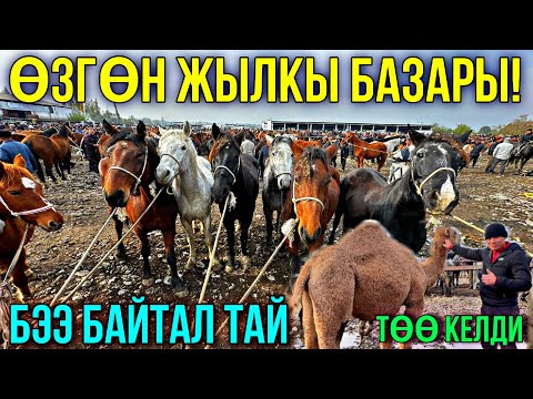 Видео: БЭЭ БАЙТАЛ ТАЙ КУЛУН БААЛАРЫ 🤯 #байтв